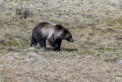Grizzly Bear May 2025